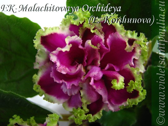 EK-Malachitovaia Orchideia  .jpg